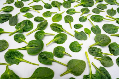 Taze yeşil bebek ıspanak yaprakları, diyet ve sağlıklı gıda konsepti, kilo kaybı, ıspanak arkaplan manzarası