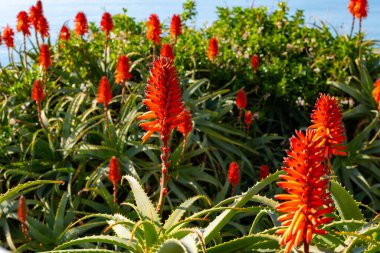 Polenta e Osei di Bergamo Alta Bergamos mutfağının en ünlü spesiyalitesi sünger keki, çikolata, tereyağı, fındık kreması ve romdan yapılır.