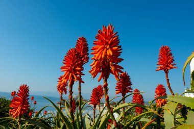Aloe vera çiftliği, aloe vera ekimi, ilaç, kozmetik ürünleri, cilt bakımı, pembe aloe çiçeği için kullanılan sağlıklı bitki.