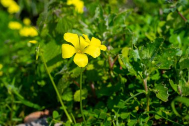 Ağaçlarla dolu kır manzarası, bahar mevsimi vahşi sarı çiçeklerle dolu.