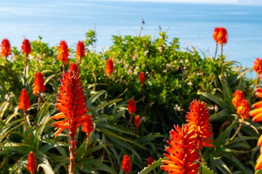 Aloe vera çiftliği, aloe vera ekimi, ilaç, kozmetik ürünleri, cilt bakımı, pembe aloe çiçeği için kullanılan sağlıklı bitki.