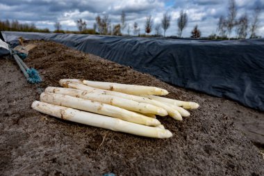 Hollanda 'da yeni beyaz kuşkonmaz hasadı, taze toplanmış kuşkonmaz sebzeleri ve arka planda siyah plastikle kaplı tarla