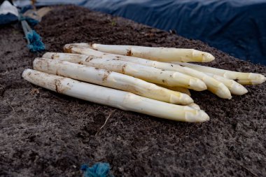 Hollanda 'da yeni beyaz kuşkonmaz hasadı, taze toplanmış kuşkonmaz sebzeleri ve arka planda siyah plastikle kaplı tarla