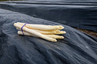 Hollanda 'da yeni beyaz kuşkonmaz hasadı, taze toplanmış kuşkonmaz sebzeleri ve arka planda siyah plastikle kaplı tarla