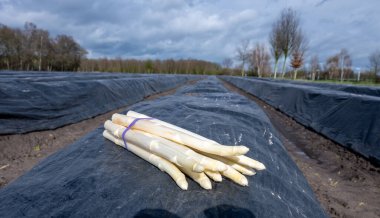 Hollanda 'da yeni beyaz kuşkonmaz hasadı, taze toplanmış kuşkonmaz sebzeleri ve arka planda siyah plastikle kaplı tarla