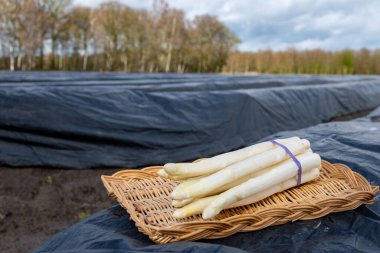 Hollanda 'da yeni beyaz kuşkonmaz hasadı, taze toplanmış kuşkonmaz sebzeleri ve arka planda siyah plastikle kaplı tarla