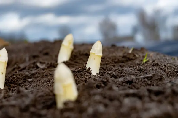 収穫の準備ができているフィールド上の白いアスパラガス野菜の新しい春の季節 農場の近くの地面から成長したアスパラガスの白い頭 ロイヤリティフリーのストック写真