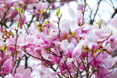 Bahar çiçekleri pembe Magnolia stellata Büyük çiçekler ve küçük yeşil yapraklar, çiçek duvar kağıtları