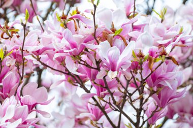 Bahar çiçekleri pembe Magnolia stellata Büyük çiçekler ve küçük yeşil yapraklar, çiçek duvar kağıtları