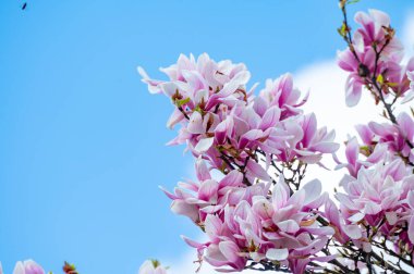 Bahar çiçekleri pembe Magnolia stellata Büyük çiçekler ve küçük yeşil yapraklar, çiçek duvar kağıtları