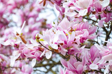 Bahar çiçekleri pembe Magnolia stellata Büyük çiçekler ve küçük yeşil yapraklar, çiçek duvar kağıtları
