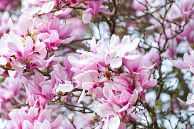 Bahar çiçekleri pembe Magnolia stellata Büyük çiçekler ve küçük yeşil yapraklar, çiçek duvar kağıtları