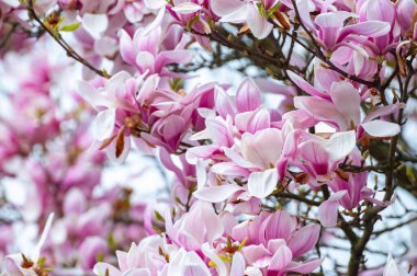 Bahar çiçekleri pembe Magnolia stellata Büyük çiçekler ve küçük yeşil yapraklar, çiçek duvar kağıtları