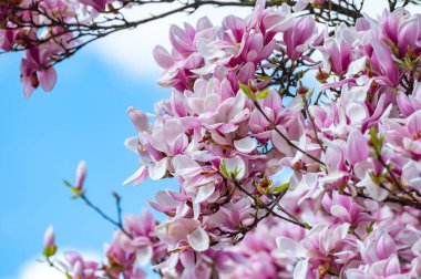 Bahar çiçekleri pembe Magnolia stellata Büyük çiçekler ve küçük yeşil yapraklar, çiçek duvar kağıtları