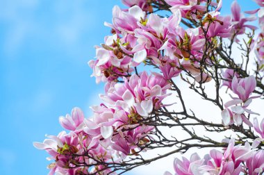Bahar çiçekleri pembe Magnolia stellata Büyük çiçekler ve küçük yeşil yapraklar, çiçek duvar kağıtları
