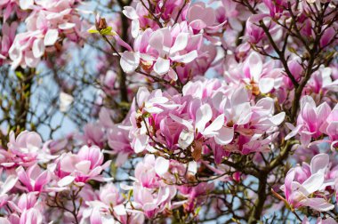 Bahar çiçekleri pembe Magnolia stellata Büyük çiçekler ve küçük yeşil yapraklar, çiçek duvar kağıtları