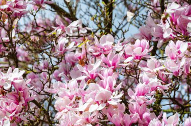 Bahar çiçekleri pembe Magnolia stellata Büyük çiçekler ve küçük yeşil yapraklar, çiçek duvar kağıtları