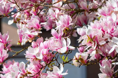 Bahar çiçekleri pembe Magnolia stellata Büyük çiçekler ve küçük yeşil yapraklar, çiçek duvar kağıtları