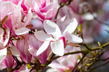 Bahar çiçekleri pembe Magnolia stellata Büyük çiçekler ve küçük yeşil yapraklar, çiçek duvar kağıtları