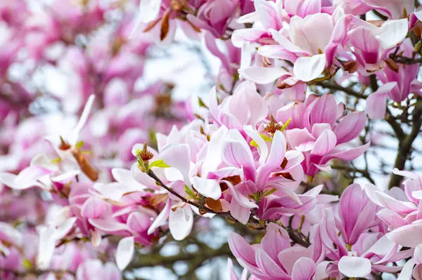 Bahar çiçekleri pembe Magnolia stellata Büyük çiçekler ve küçük yeşil yapraklar, çiçek duvar kağıtları