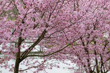 Japonya 'da bahar çiçekleri pembe sakura kiraz ağacı, pembe yapraklar gölet suyuna düşer, özgürlükleri yansıtır.