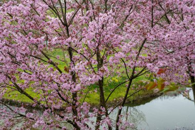 Japonya 'da bahar çiçekleri pembe sakura kiraz ağacı, pembe yapraklar gölet suyuna düşer, özgürlükleri yansıtır.