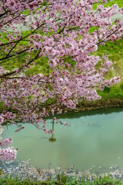 Japonya 'da bahar çiçekleri pembe sakura kiraz ağacı, pembe yapraklar gölet suyuna düşer, özgürlükleri yansıtır.