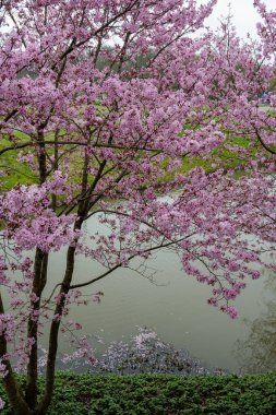 Japonya 'da bahar çiçekleri pembe sakura kiraz ağacı, pembe yapraklar gölet suyuna düşer, özgürlükleri yansıtır.