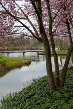 Japonya 'da bahar çiçekleri pembe sakura kiraz ağacı, pembe yapraklar göl suyuna düşer, özgürlüklerin yansıması, arka planda tahta köprü