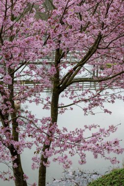 Japonya 'da bahar çiçekleri pembe sakura kiraz ağacı, pembe yapraklar gölet suyuna düşer, özgürlükleri yansıtır.