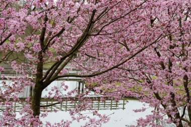 Japonya 'da bahar çiçekleri pembe sakura kiraz ağacı, pembe yapraklar göl suyuna düşer, özgürlüklerin yansıması, arka planda tahta köprü