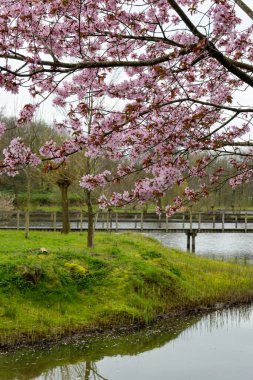 Japonya 'da bahar çiçekleri pembe sakura kiraz ağacı, pembe yapraklar göl suyuna düşer, özgürlüklerin yansıması, arka planda tahta köprü