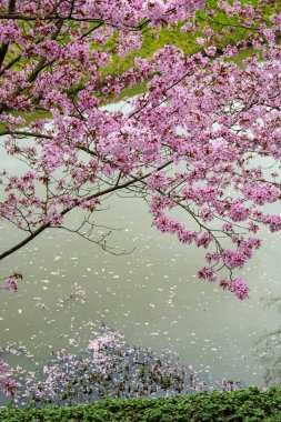 Japonya 'da bahar çiçekleri pembe sakura kiraz ağacı, pembe yapraklar gölet suyuna düşer, özgürlükleri yansıtır.