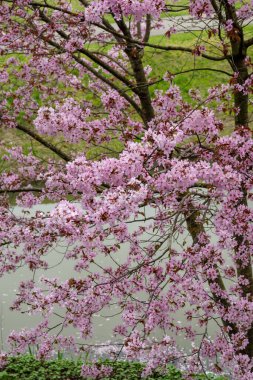 Japonya 'da bahar çiçekleri pembe sakura kiraz ağacı, pembe yapraklar gölet suyuna düşer, özgürlükleri yansıtır.