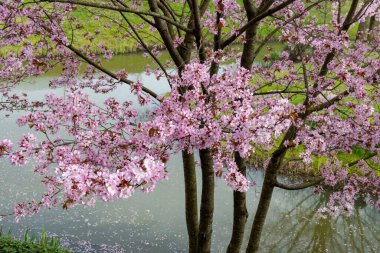 Japonya 'da bahar çiçekleri pembe sakura kiraz ağacı, pembe yapraklar gölet suyuna düşer, özgürlükleri yansıtır.