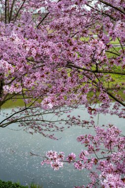 Japonya 'da bahar çiçekleri pembe sakura kiraz ağacı, pembe yapraklar gölet suyuna düşer, özgürlükleri yansıtır.