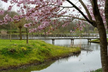 Japonya 'da bahar çiçekleri pembe sakura kiraz ağacı, pembe yapraklar göl suyuna düşer, özgürlüklerin yansıması, arka planda tahta köprü