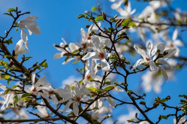 Güneşli bir günde, mavi gökyüzü ve Avrupa 'da mevsimlik çiçeklerle bembeyaz manolya çiçekleri.