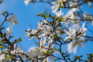 Güneşli bir günde, mavi gökyüzü ve Avrupa 'da mevsimlik çiçeklerle bembeyaz manolya çiçekleri.