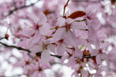 Japon beyaz ve açık pembe sakura kiraz ağacı, çiçek arkaplanı.