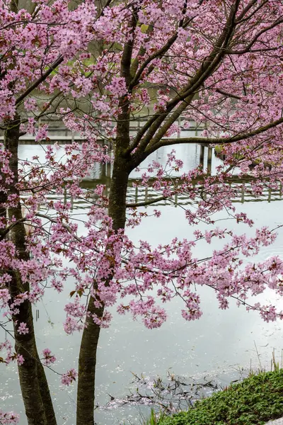 Japonya 'da bahar çiçekleri pembe sakura kiraz ağacı, pembe yapraklar göl suyuna düşer, özgürlüklerin yansıması, arka planda tahta köprü