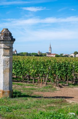 Pomerol köyündeki üzüm hasadı, kırmızı Bordeaux şarabı üretimi, Merlot veya Cabernet Sauvignon üzümleri Pomerol 'daki cru sınıfı üzüm bağlarında, Saint-Emilion şarap üretim bölgesi, Fransa, Bordeaux
