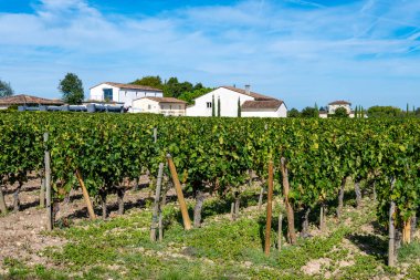 Pomerol köyündeki üzüm hasadı, kırmızı Bordeaux şarabı üretimi, Merlot veya Cabernet Sauvignon üzümleri Pomerol 'daki cru sınıfı üzüm bağlarında, Saint-Emilion şarap üretim bölgesi, Fransa, Bordeaux