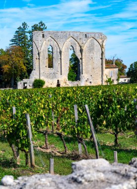 St. Emilion kasabası yakınlarındaki üzüm bağları, Saint-Emilion şarap üretim bölgesi, Fransa, Bordeaux sonbaharda kırmızı Bordeaux şarabı, Merlot veya Cabernet Sauvignon üzümleri, cru sınıfı üzüm bağları