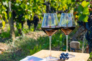 Kırmızı Bordeaux şarabı, Merlot ya da Cabernet Sauvignon şarabı Pomerol, Saint-Emilion şarap üretim bölgesi, Fransa, Bordeaux 'daki Cru sınıfı üzüm bağlarında kırmızı şarap tatma