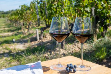 Kırmızı Bordeaux şarabı, Merlot ya da Cabernet Sauvignon şarabı Pomerol, Saint-Emilion şarap üretim bölgesi, Fransa, Bordeaux 'daki Cru sınıfı üzüm bağlarında kırmızı şarap tatma