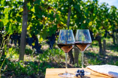 Kırmızı Bordeaux şarabı, Merlot ya da Cabernet Sauvignon şarabı Pomerol, Saint-Emilion şarap üretim bölgesi, Fransa, Bordeaux 'daki Cru sınıfı üzüm bağlarında kırmızı şarap tatma