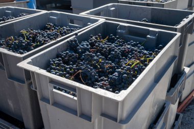 Üzümlü plastik kutular, Saint-Emilion bölgesinde hasat işleri, Bordeaux şarap yapımı, ellerle toplanma ve Merlot ya da Cabernet Sauvignon kırmızı şarap üzümleri ezme, Fransa. Bordeaux 'nun kırmızı şarapları.