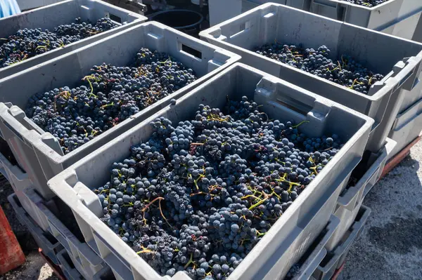 Plastic boxes with grapes, harvest works in Saint-Emilion region, Bordeaux wine making, picking with hands and crushing Merlot or Cabernet Sauvignon red wine grapes, France. Red wines of Bordeaux.