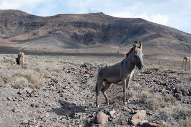 Fuerteventura adasının güney kısmının gri eşekleri ve kayalık volkanik manzarası, İspanya, Kanarya adalarında eko çiftçiliği
